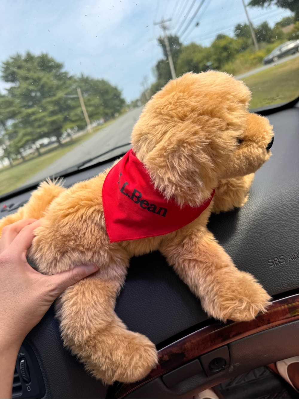 L.L.Bean X Douglas Golden retriever dog with Red LL bean Bandana